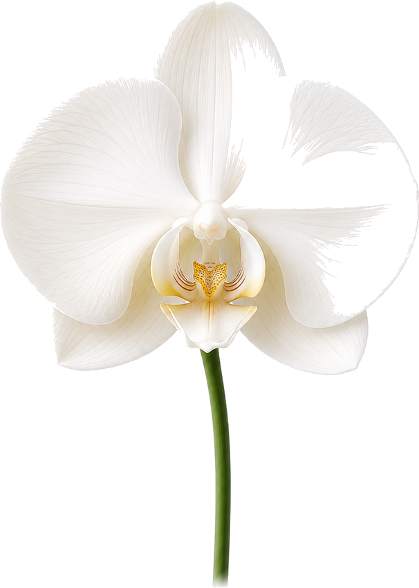 Orchid, a line-drawn orchid flower